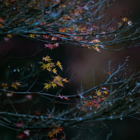 〖 晤語誤語・物語 – 004 〗自行中斷療程的多囊患者