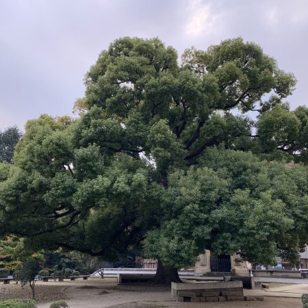 2018.12.28 診間速寫 (弄出人命的多囊性卵巢美女患者)