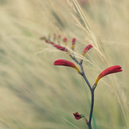 我的生殖醫師說：「人工試管療程中，絕對不能吃中藥」